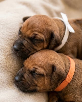 Les chiots de Rhodesian Ridgeback