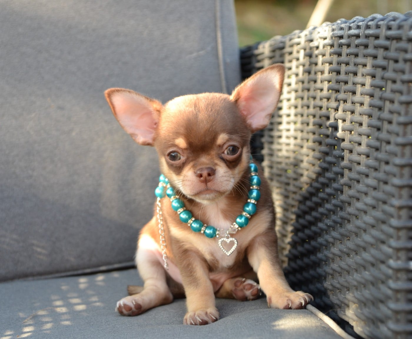 Chihuahua - Frenchelegance