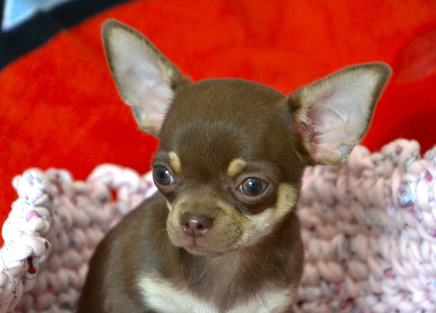 BAMBINO
