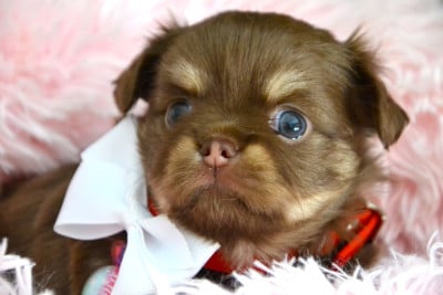 Les chiots de Chihuahua