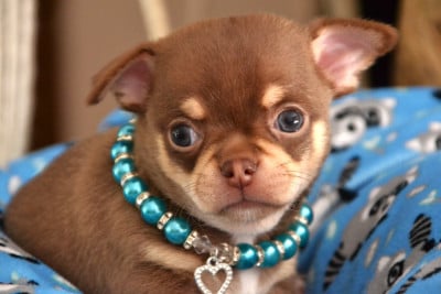 Les chiots de Chihuahua