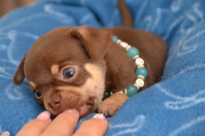 Les chiots de Chihuahua
