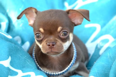 Les chiots de Chihuahua
