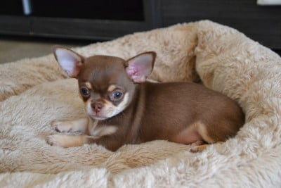 Les chiots de Chihuahua
