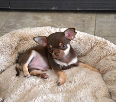 Les chiots de Chihuahua