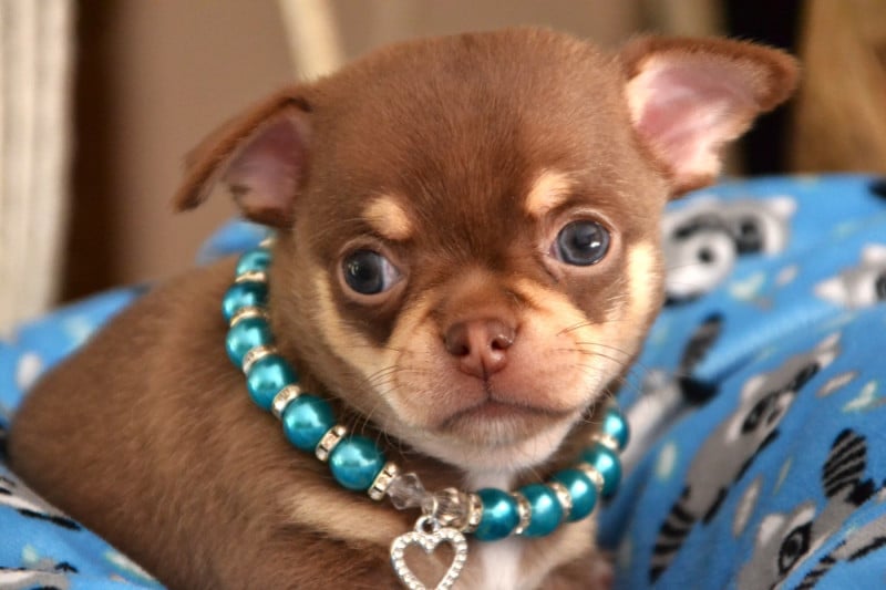 Chihuahua - Frenchelegance