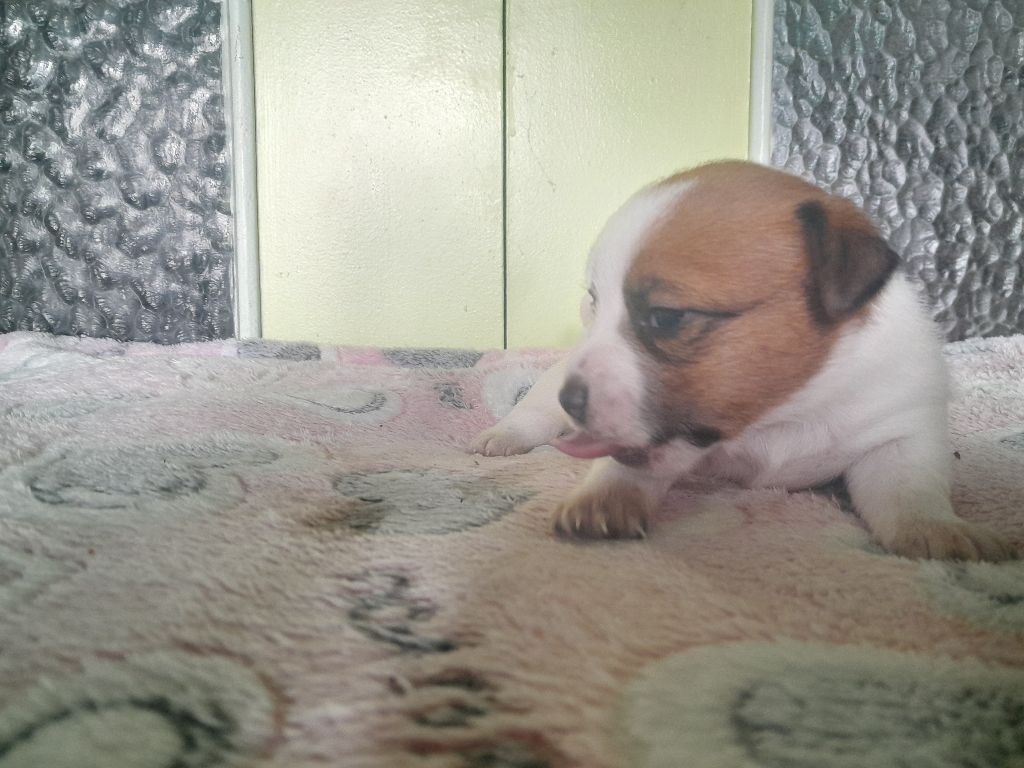 Volcano stromboli De La Colombe Martiniquaise