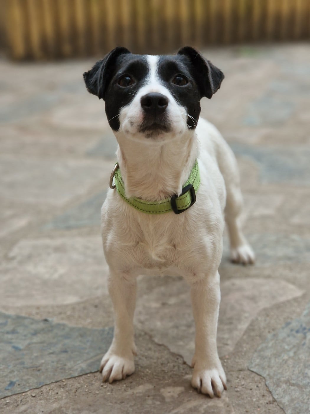 Publication : De La Colombe Martiniquaise