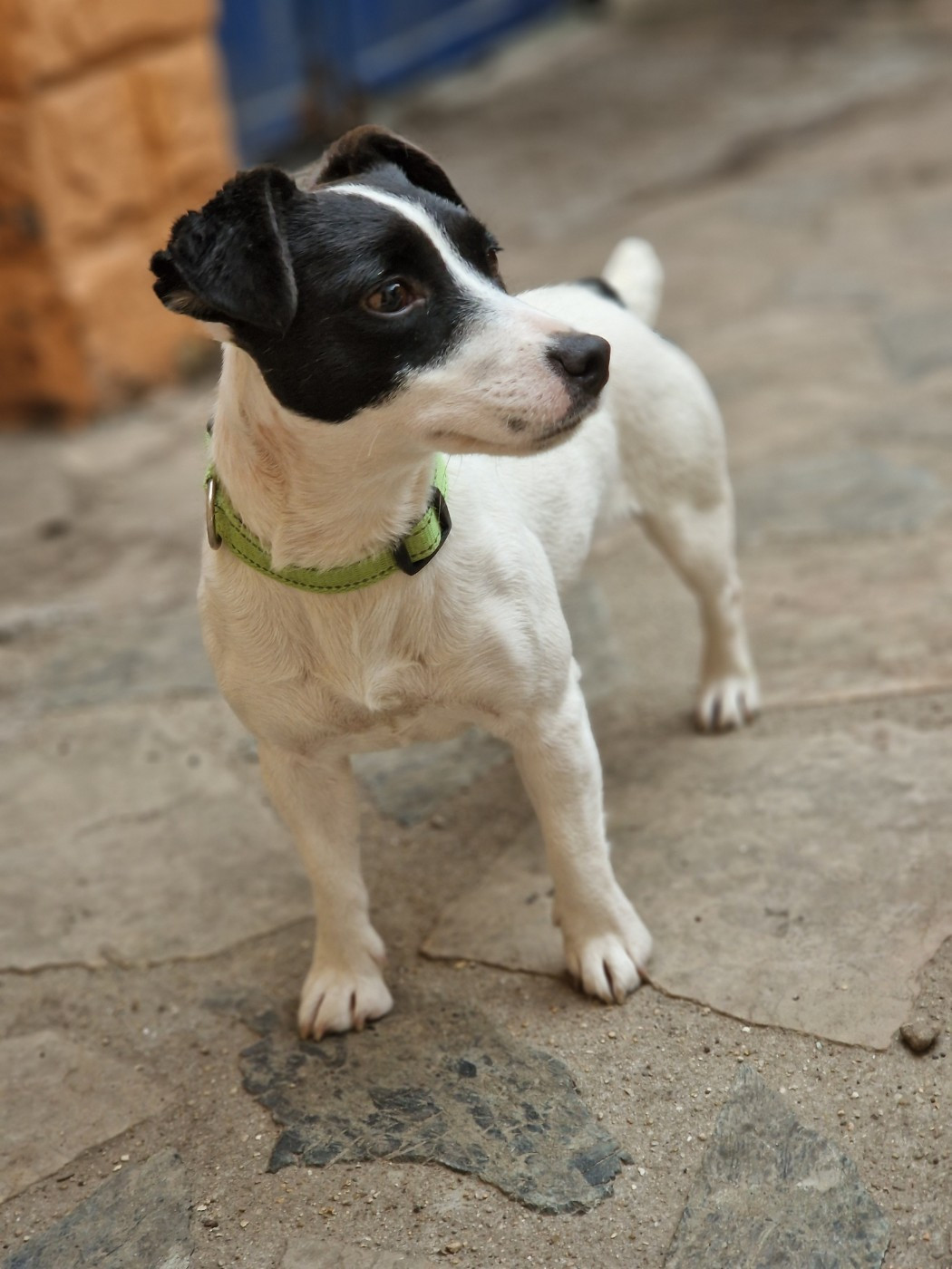 Publication : De La Colombe Martiniquaise