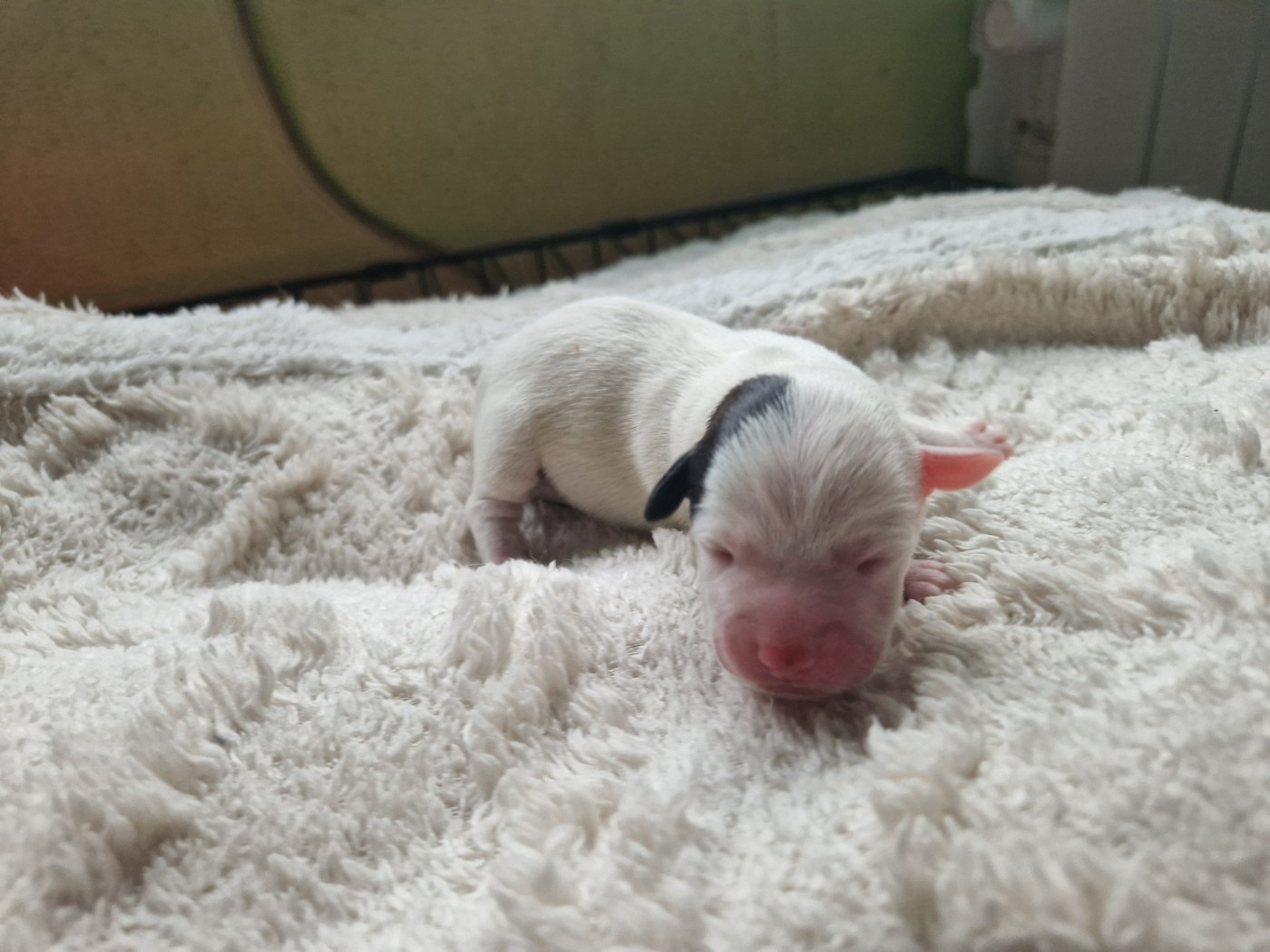 Borealis Celestial Flames De La Colombe Martiniquaise