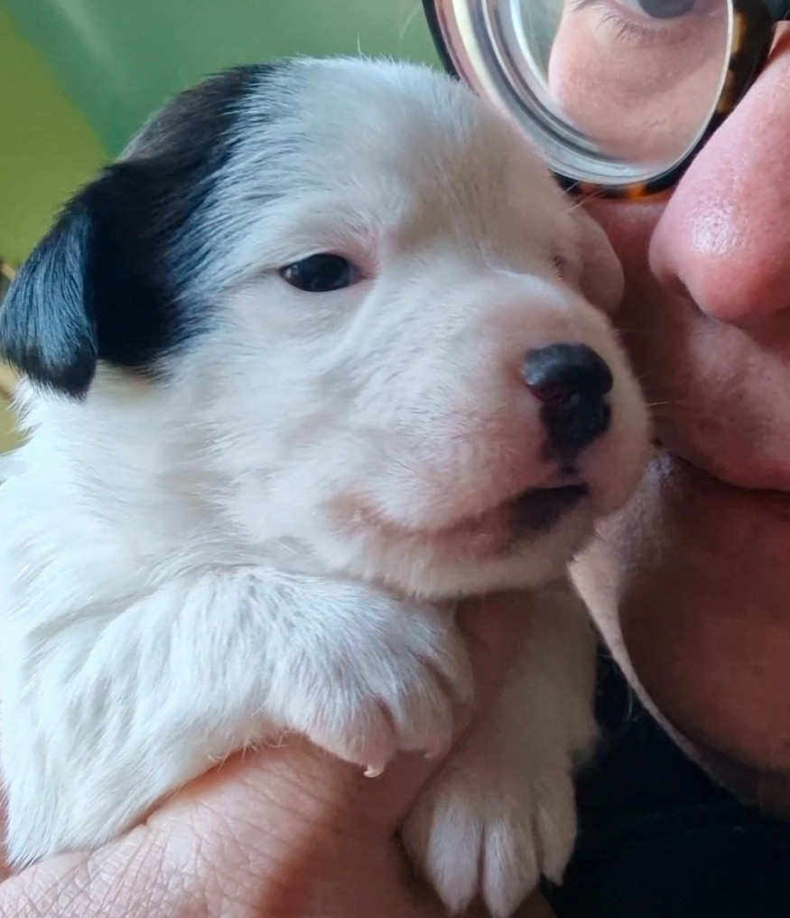 Borealis Celestial Flames De La Colombe Martiniquaise