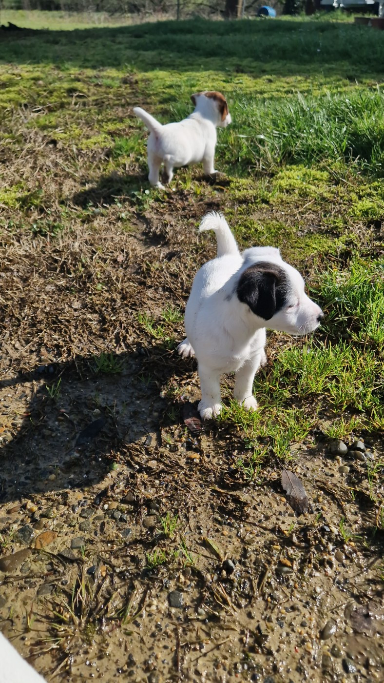 Borealis Celestial Flames De La Colombe Martiniquaise
