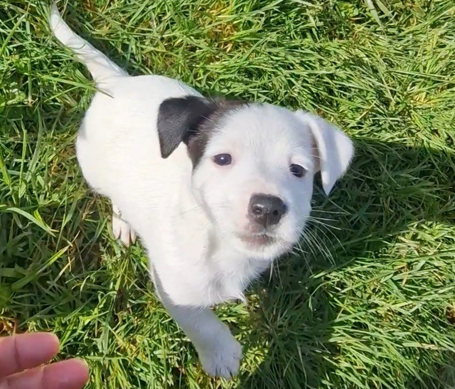 Borealis Celestial Flames De La Colombe Martiniquaise