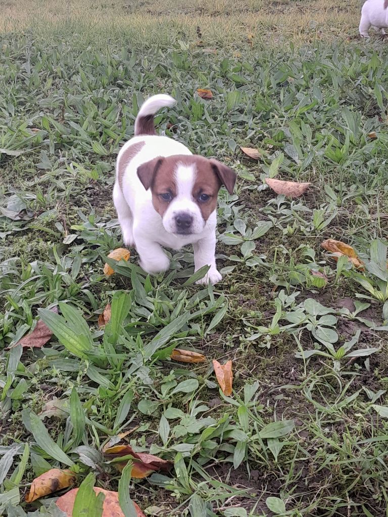 Volcano stromboli De La Colombe Martiniquaise