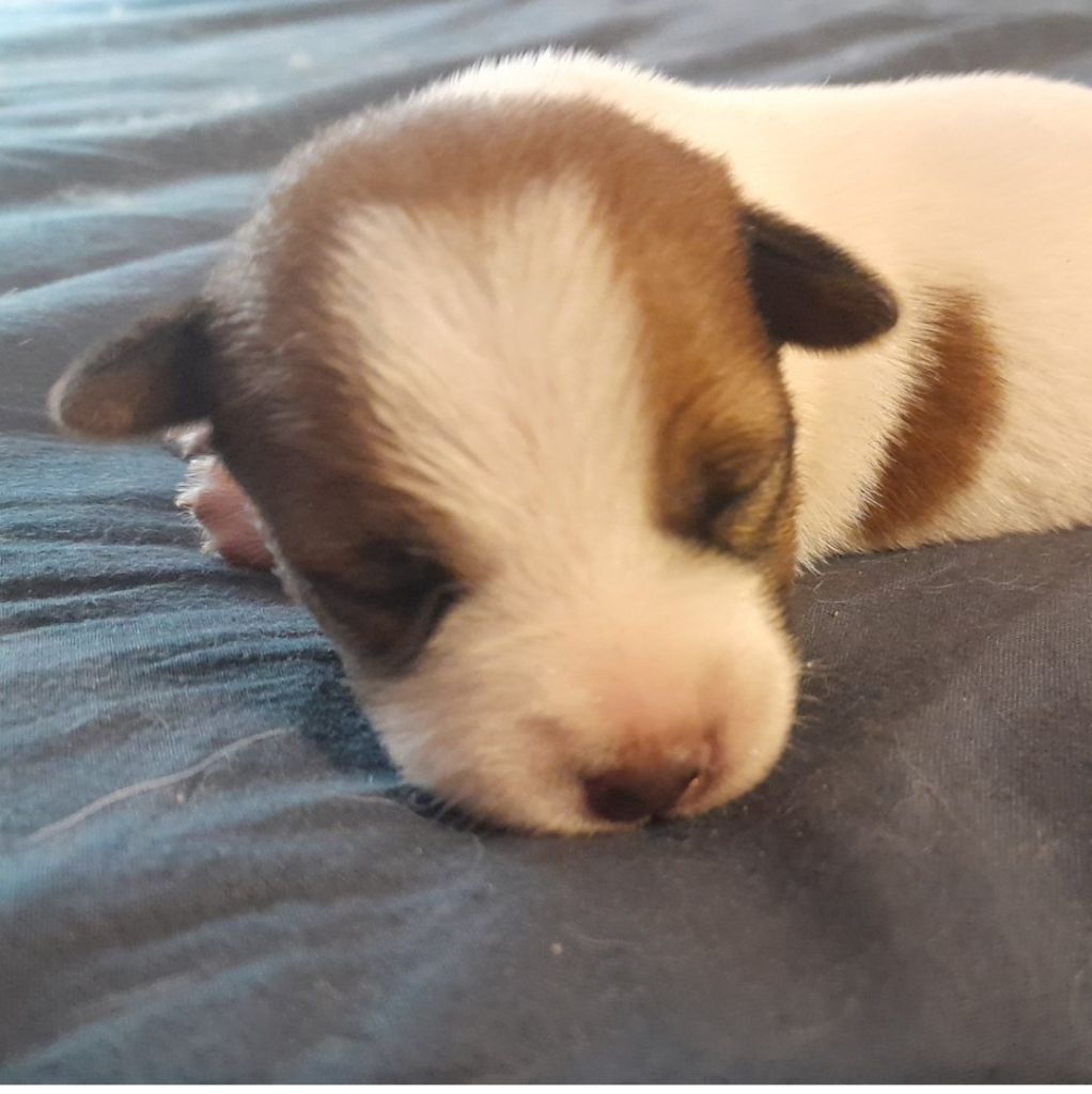 Volcano stromboli De La Colombe Martiniquaise