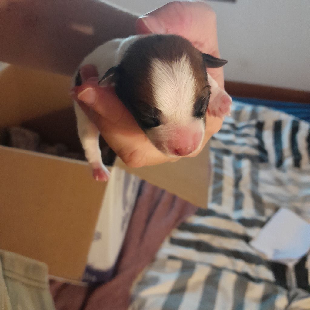 Volcano stromboli De La Colombe Martiniquaise