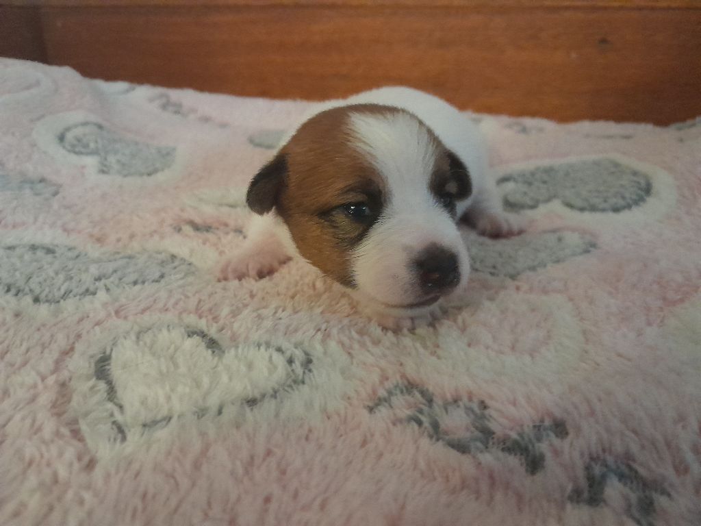 Volcano stromboli De La Colombe Martiniquaise