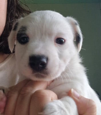Les chiots de Jack Russell Terrier