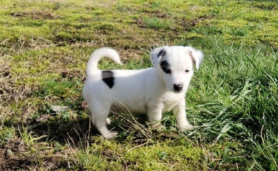 Les chiots de Jack Russell Terrier