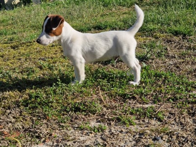 Les chiots de Jack Russell Terrier