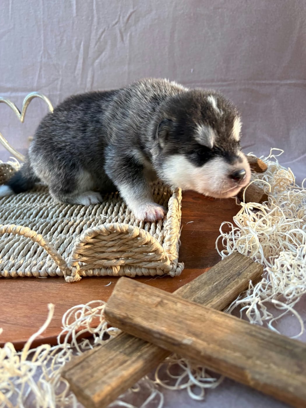 Siberian Husky - Du Royaume D'Utopie