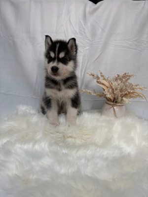 Les chiots de Siberian Husky