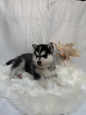 Les chiots de Siberian Husky
