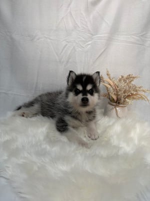Les chiots de Siberian Husky