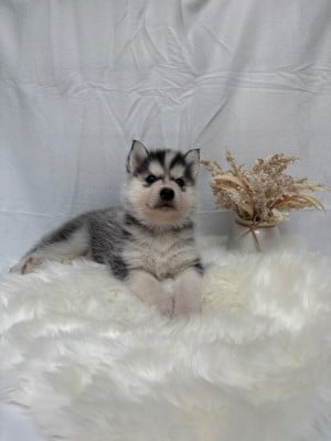 Les chiots de Siberian Husky