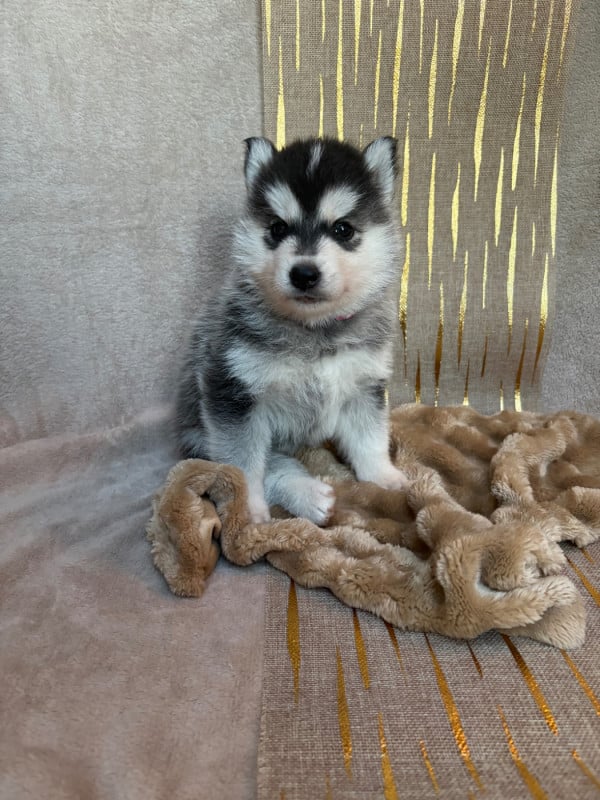 Siberian Husky - Du Royaume D'Utopie