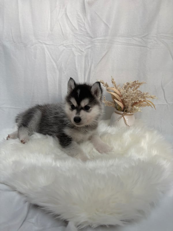 Siberian Husky - Du Royaume D'Utopie