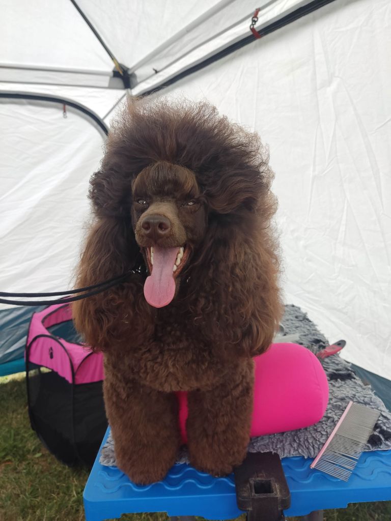 Le Royaume De Loz'ayre Very pretty brown