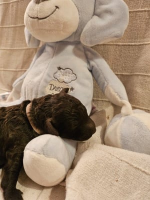 Les chiots de Caniche