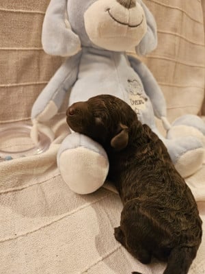 Les chiots de Caniche