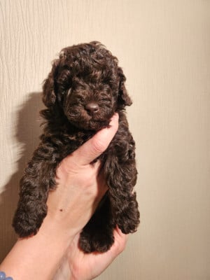 Les chiots de Caniche