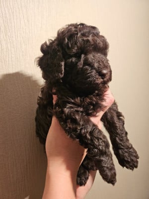 Les chiots de Caniche