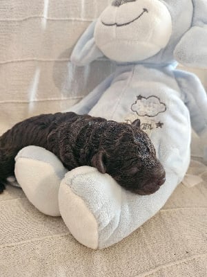 Les chiots de Caniche