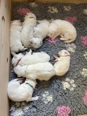 Chiot collier Marron - Samoyède