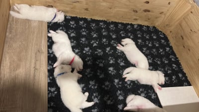 Les chiots de Samoyède