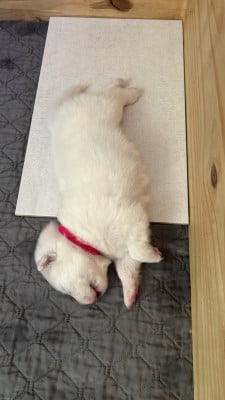Les chiots de Samoyède
