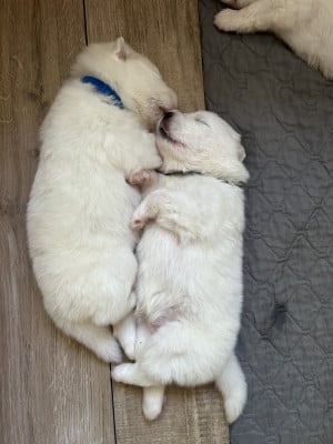 Les chiots de Samoyède