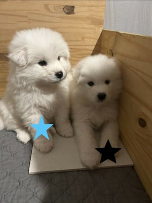 Les chiots de Samoyède