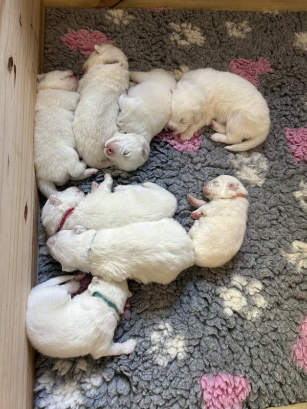 Samoyède - Des P’tits Loulous Du Pin