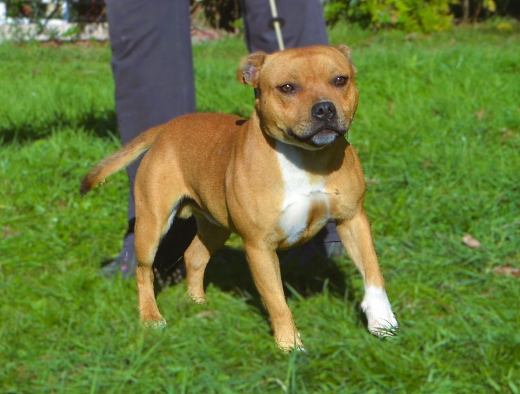 Vagabon Des Gardiens Du Camp