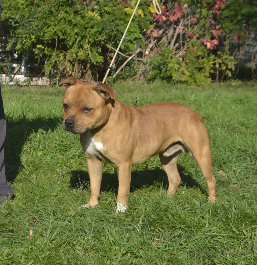 Vagabon Des Gardiens Du Camp