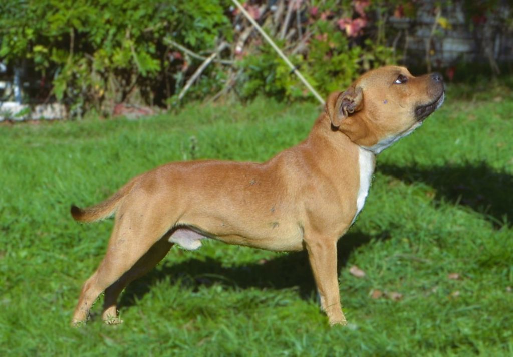 Vagabon Des Gardiens Du Camp