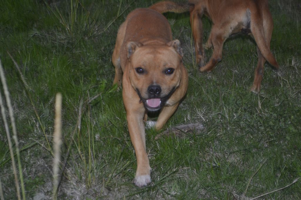 Vagabon Des Gardiens Du Camp