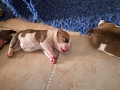 Les chiots de Staffordshire Bull Terrier