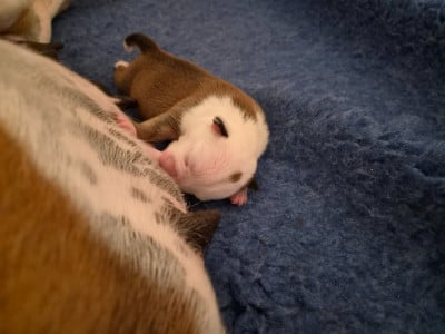 Les chiots de Staffordshire Bull Terrier