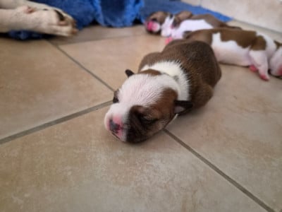 Les chiots de Staffordshire Bull Terrier